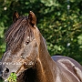 Morgan_Horse_128_(92)