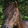 Morgan_Horse_128_(93)