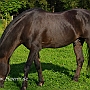 Morgan_Horse_128_(94)