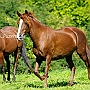 Paso_Peruano+Am_Saddlebred_Horse1(1)
