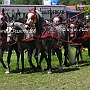 Polnisches_Sportpferd-G2_5a(13)