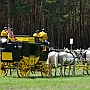 Saechsisches_Reitpferd-G2_5a(4)