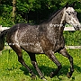 Senner1(147)