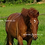 Senner1(20)