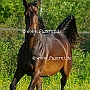 Senner1(34)