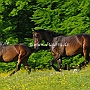 Senner1(38)