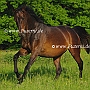 Senner1(51)