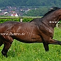 Senner1(74)