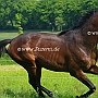 Senner1(92)