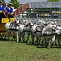 Shetland_Pony-G2_10b(2)