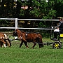 Shetland_Pony-G2_5a(1)