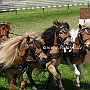 Shetland_Pony-G2_5a(10)