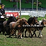 Shetland_Pony-G2_5a(14)