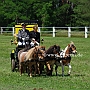 Shetland_Pony-G2_5a(6)