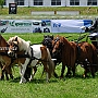 Shetland_Pony-G2_5a(7)