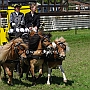 Shetland_Pony-G2_5a(8)