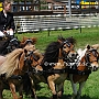 Shetland_Pony-G2_5a(9)