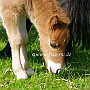 Shetland_Pony4(11)
