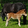 Shetland_Pony4(12)