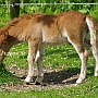 Shetland_Pony4(13)