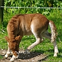 Shetland_Pony4(14)