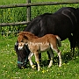 Shetland_Pony4(17)