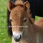 Shetland_Pony4(2)