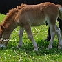 Shetland_Pony4(3)