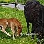 Shetland_Pony4(6)