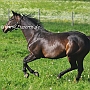 Trakehner37(3)