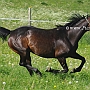 Trakehner37(6)