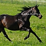 Trakehner37(7)