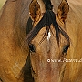 Uruguayer_Criollo1(208)
