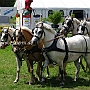 Welsh_Pony_B-G2_5a(8)