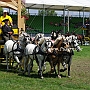 Welsh_Pony_B-G2_5a(9)