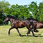 American_Percheron+Percheron1(12)