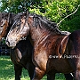 American_Percheron+Percheron1(2)