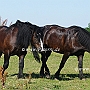 American_Percheron+Percheron1(3)