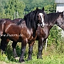 American_Percheron+Percheron1(5)