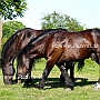 American_Percheron+Percheron1(6)