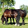 American_Percheron+Percheron1(7)