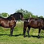 American_Percheron+Percheron1(8)