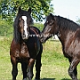 American_Percheron+Percheron1(9)