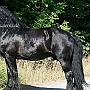 American_Percheron1(1)