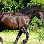 American_Percheron1(103)