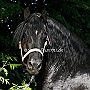 American_Percheron1(11)