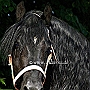 American_Percheron1(12)