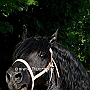 American_Percheron1(15)