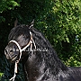 American_Percheron1(16)