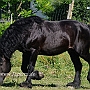 American_Percheron1(18)